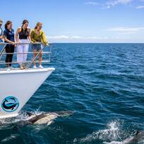 Auckland Whale and Dolphin Safari