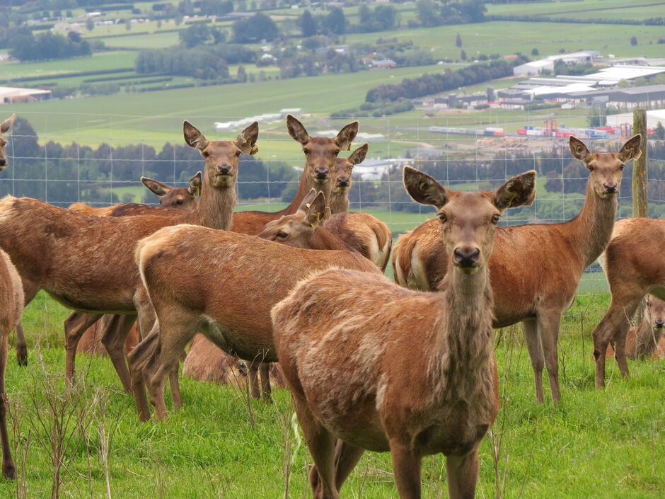Hinds on the Invermay hill farm overlooking the Taieri Plains