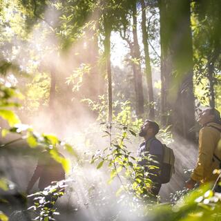 Canopy Tours, Rotorua
